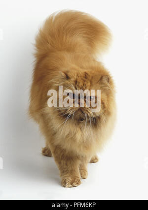 Ingwer langhaarigen Katze (Felis catus), hohen Winkel Vorderansicht Stockfoto