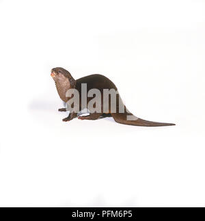 Orientalische kurze Krallen Otter (Aonyx cinerea), Seitenansicht Stockfoto