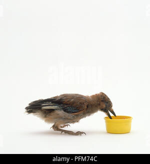 Eurasischen Eichelhäher (Garrulus glandarius), Jungen mit offenem Schnabel Fütterung aus Kunststoff Ausgleichsbehälters Stockfoto
