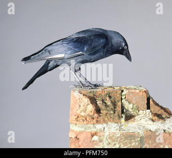 Dohle (Corvus monedula), schwarzer Vogel stehen am Rand der Mauer Fütterung auf Mehlwürmer, Seitenansicht Stockfoto