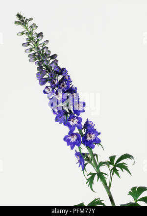 Blaue Blume spike ein Rittersporn, close-up Stockfoto