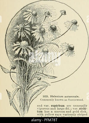 . Cyclopedia der amerikanischen Gartenbau, bestehend aus Anregungen für den Anbau von Gartenpflanzen, Beschreibungen der Arten von Obst, Gemüse, Blumen und Zierpflanzen in den Vereinigten Staaten und in Kanada verkauft, zusammen mit geographischen und Biographische Skizzen. Im Garten arbeiten. HELENIUM Moi&amp; tplaces kann toFli und West v. Chr. und Ariz B.M. J994 GN 29) J 3, 5 o 1216 AG 12: 682. G.C. Iii. 1 (1') - Sehr sliowv Es hat verschiedene Verdienst für die Rückseite cf1) 1 leuchtet 1 leuchtet in Europa mehr geschätzt als in mtii (I Ihtie sind sevei il Garten Formen: Var pi> Mi-Lum ist 1-2 tt h)., h iTtry Stockfoto