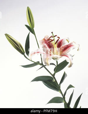 Lilium ist targazer'', Stargazer Lilie Stiel mit einer Blume und zwei Knospen, Seitenansicht Stockfoto
