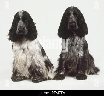 Männliche und weibliche English Cocker Spaniels (Canis familiaris) nebeneinander sitzen, Vorderansicht Stockfoto