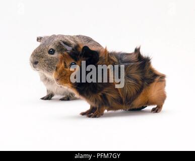 Zwei Meerschweinchen, ein grau-braun und die anderen orange-schwarz Stockfoto