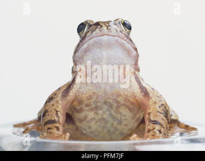 Ochsenfrosch (Rana catesbeiana), leichte braune Haut mit braunen und grünen blotching, großen hervorstehenden Augen, sitzen, bis der Suche, Ansicht von vorne Stockfoto