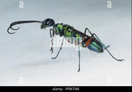 Emerald Kakerlake Wasp oder Jewel Wasp (Ampulex compressa), Seitenansicht, in der Nähe Stockfoto