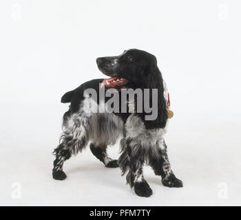 English Cocker Spaniel, keuchend Stockfoto