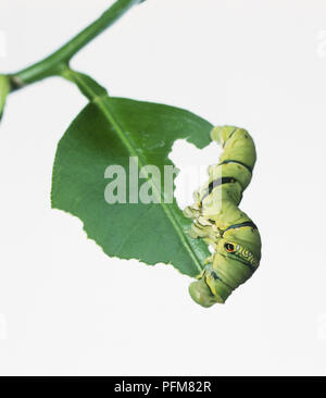 Common Mormon Caterpillar (Papilio polytes) Essen ein Blatt Stockfoto