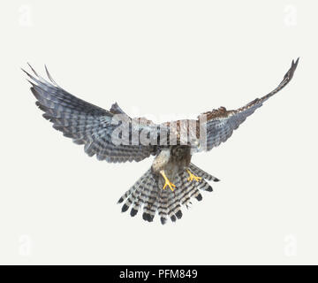 Amerikanische Turmfalke (Falco sparverius), Flügel, Landung, Vorderansicht Stockfoto