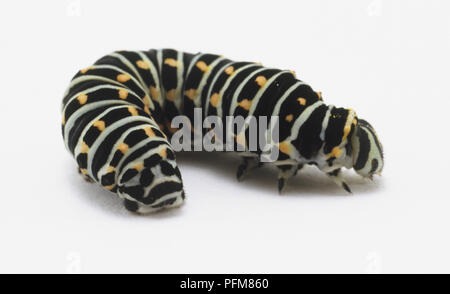 Schwalbenschwanz (Papilio polyxenes Caterpillar), in der Nähe Stockfoto