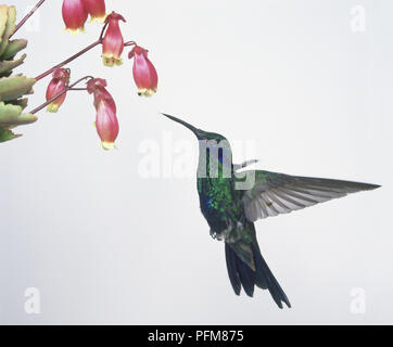 Sekt Violeat - Ohr (Colibri coruscans) schwebt Neben rosa Blüten, Seitenansicht Stockfoto