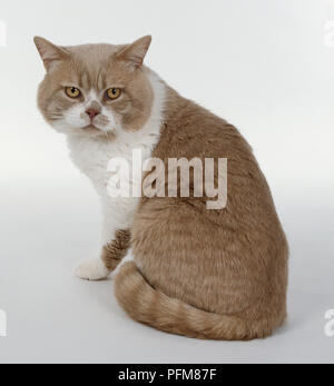 Creme und Weiß Britisch Kurzhaar Katze mit weisse Blesse im Gesicht und cobby Körperform, sitzen. Stockfoto