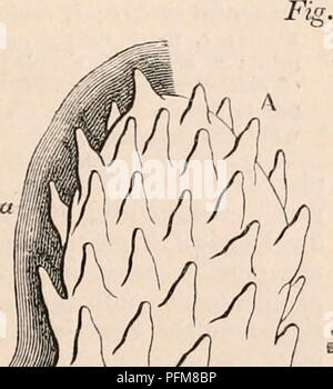 . Die cyclopaedia von Anatomie und Physiologie. Anatomie, Physiologie, Zoologie. Circumvallate Papille in vertikalen Abschnitt gesehen. Eine abgeschnittene Oberfläche, oder die Basis des Kegels; b, Cir-cumvallation; c, angehobene Grenze. (Mag. 1 C Durchm.) Kegel ist beigefügt. In den angefügten Teil der Nerven und Gefäße eingeben, und der kostenlose Trun- Oberfläche, oder Base, der Kegel ist mit kleinen sekundären papillas, die vom Epithel verschwiegen (Abb. abgedeckt. 754. a); die freie Grenze wird auch durch sekundäre Papille überwunden?, so dass Es ist in der Tat, eine kreisförmige compound Papille (c). Die circumvallate Papillen besitzen die höchste irre Stockfoto