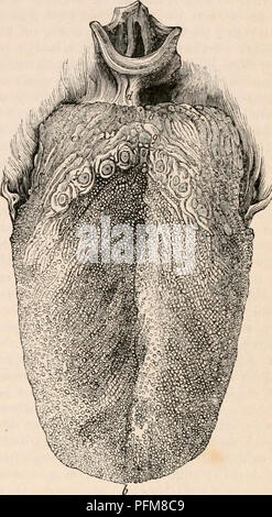 . Die cyclopaedia von Anatomie und Physiologie. Anatomie, Physiologie, Zoologie. Zunge. 1121 terior Fläche Der epiglottis, die Seiten des Pharynx, und nach oben in den weichen Gaumen und hinteren Teile der Wangen. Wie wir nach vorne gehen wir finden es investieren die Seiten, und allmählich mehr und mehr von dem unter der Oberfläche, die sich von dannen über die hyoglossi und Ge-nioglossi Muskeln, die sublinguale Drüsen, Gefäße und Nerven und viel areolar Tissue, die es von der Mylohyoid Muskel trennen, mit dem die innere Oberfläche der Alveolen der Unterkiefer, wo es kontinuierlich mit der Schleimhaut Membran wird Stockfoto