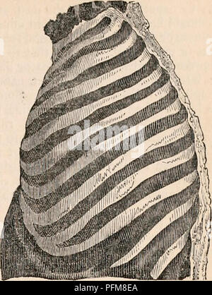 . Die cyclopaedia von Anatomie und Physiologie. Anatomie, Physiologie, Zoologie. Thorax zum Tod. Passen} 683.. Thorax künstlich mit Luft aufgeblasen. Abb. 685.. Bitte beachten Sie, dass diese Bilder sind von der gescannten Seite Bilder, die digital für die Lesbarkeit verbessert haben mögen - Färbung und Aussehen dieser Abbildungen können nicht perfekt dem Original ähneln. extrahiert. Todd, Robert Bentley, 1809-1860. London, Sherwood, Gilbert, und Piper Stockfoto