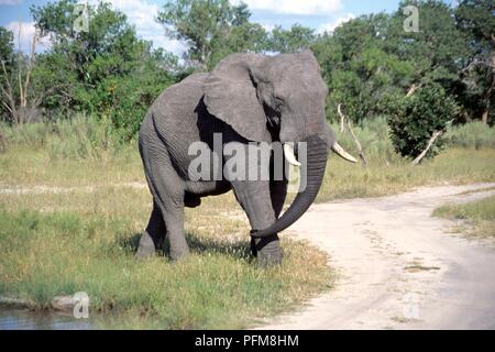 Botswana, Moremi Game Reserve, Afrikanischer Elefant (Loxodonta africana) Weg von wasserloch Stockfoto