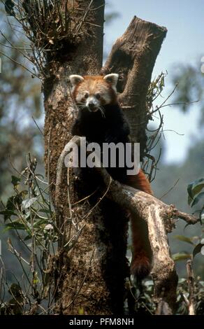 India, West Bengal, kleiner Panda (Ailurus fulgens) auf einem Baum Stockfoto