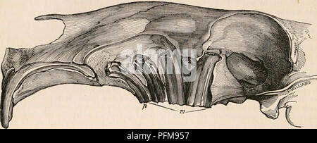 . Die cyclopaedia von Anatomie und Physiologie. Anatomie, Physiologie, Zoologie. 384 RODENTIA. und andere Nagetiere mit entwurzelten Molaren, die Reproduktion der Molaren, wie die des In-cisor Zähne, erscheint im gesamten Existenz des Tieres, um fortzufahren. Die entwurzelten und Pro-petually wachsenden Backenzähne sind immer mehr oder bereits zitiert worden; aber in den entwurzelten Molaren, wo die Falten der Zahnschmelz nach innen aus der gesamten Länge der Seiten des Zahnes, die charakteristische Konfiguration der Schleifen Oberfläche ist ohne Änderung beibehalten werden, wie in Abb. 2G8.. Oberkiefer der Patagonischen Cavia (Chlor Stockfoto