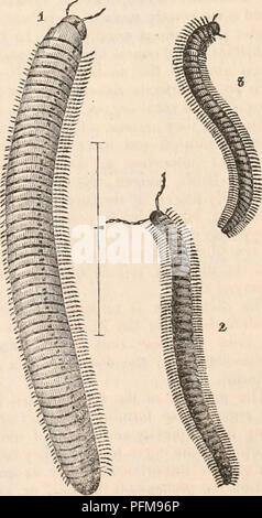 . Die cyclopaedia von Anatomie und Physiologie. Anatomie, Physiologie, Zoologie. MYRIAPODA. 545 rungen und likev/ise Alliierten durch den Bau ihrer Gelenkwelle Lokomotive Beine; diese jedoch, statt nur sechs an der Zahl, die in der Wahren Insekten, sind, in der MYRIAPODA, immer mindestens zwölf, und Fre- gen sehr zahlreich, um alle Segmente des länglichen Körper angehängt wird, woher die Namen "Tausendfüßler" und "Mille-pedes", durch die diese Kreaturen allgemein bezeichnet werden. Alle Mitglieder der Klasse sind apterous; sie weisen äußerlich eine succ Stockfoto