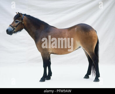 Exmoor pony, stehend, Marke Nummer auf Hinterbein, Seitenansicht Stockfoto