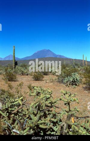 Mexiko, Baja California, Wüstenlandschaft mit Las Tres Virgenes Vulkan im Hintergrund Stockfoto