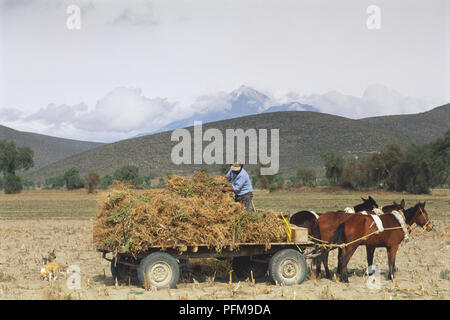 Mexiko, Golfküste, Landwirt Getreide verladen auf Pferd gezogenen Anhänger, mit Vulkan Pico de Orizaba im Hintergrund. Stockfoto