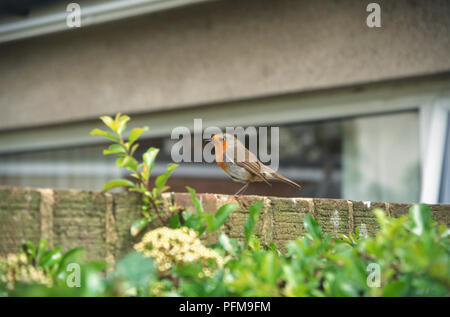 Robin (Erithacus Rubecula) auf Garten Wand, Seitenansicht. Stockfoto