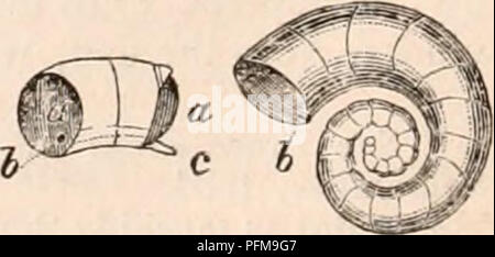 . Die cyclopaedia von Anatomie und Physiologie. Anatomie, Physiologie, Zoologie. Gladius Der Calamary. Rudimentäre Shell der Schulp von Fisch. Die Sepium oder Schulp von Tintenfischen (Jig. 229) ist eine bekannte Substanz, die früher in der Materia Medica dar, als ein antazidum. Es ist ein Licht zellulären kalkhaltigen Körper, der eine besondere Form und Struktur; und, wie es ex-ausschließlich zur Gattung Sepia beschränkt, seine Präsenz allein dient dieser Abschnitt von Cepha - lopods zu charakterisieren. Seine Form ist ein länglich ovale, de-gedrückt, konvex auf der Rückenseite, teilweise konvex und teils auf der gegenüberliegenden Seite des Dreschkorbs: es Termin Stockfoto