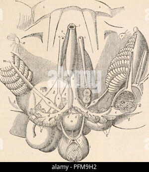 . Die cyclopaedia von Anatomie und Physiologie. Anatomie, Physiologie, Zoologie. CEPHALOPODA. Abb. 226.. Eingeweide von Poulp.* kann als Zubehör Atemwege dienen. Die valvlilar Struktur der Blenden wird allerdings lehnen diese Ansicht; zwar ist die Lehre von der ihrer Ausscheidungs Verkaufsstellen unterstützt. Die Venösen Follikel kann daher dienen als emunctories, durch die das Blut einiger Prinzip befreit wird, entweicht aus ihren Poren; oder Sie können das Blut verändern, indem Sie etwas; oder, wie die Milz, können Sie bei der Umwandlung von arteriellen, venösen Blutes unterstützen. Als seconda Stockfoto