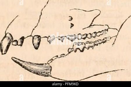 . Die cyclopaedia von Anatomie und Physiologie. Anatomie, Physiologie, Zoologie. Petaiirus Taguanoides. In den beiden Schädel von Pet. Taguanoides von mir geprüft. In Ph. Cookii Wir haben gesehen, dass es drei Minuten Zähne in die ent- sprechende Raum; aber diese Unterschiede nicht ausreichend geschliffen werden die beiden Arten genetisch zu trennen, wenn Sie nicht von Änderungen in anderen Teilen des Körpers. In Petaurussciurcusand Petauruxjiaviventer das Gebiss fast ähnelt der Phulangista vulpina. Im Oberkiefer die funktionale molaren Serie besteht aus fünf Zähnen auf jeder Seite; Th Stockfoto