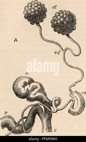 . Die cyclopaedia von Anatomie und Physiologie. Anatomie, Physiologie, Zoologie. OVUM. [107 J Abb. ll. Bitte beachten Sie, dass diese Bilder sind von der gescannten Seite Bilder, die digital für die Lesbarkeit verbessert haben mögen - Färbung und Aussehen dieser Abbildungen können nicht perfekt dem Original ähneln. extrahiert. Todd, Robert Bentley, 1809-1860. London, Sherwood, Gilbert, und Piper Stockfoto