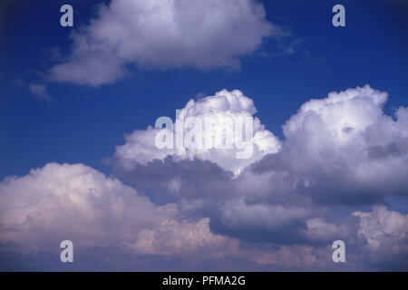 Cumulus congestus, große weiße sprießen Wolken, große vertikale Ausdehnung, prall oberen Teile Blumenkohl - wie Form, im tiefblauen Himmel. Stockfoto