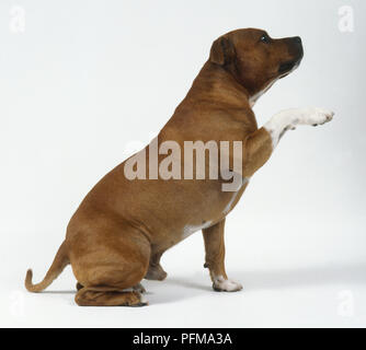 Staffordshire Bull Terrier anheben Paw Stockfoto