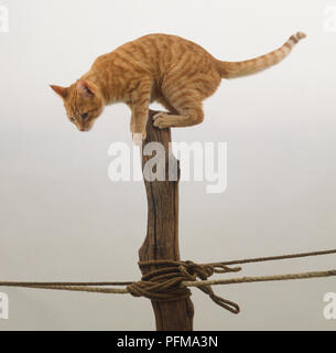Ginger tabby cat Balancing auf Baumstamm, Seitenansicht. Stockfoto