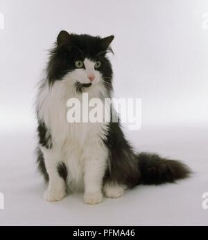 Eine schwarze und weiße Norwegische Waldkatze, Sitz, Vorderansicht Stockfoto