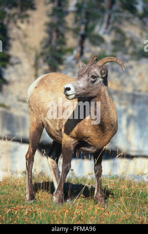 Kanada, Alberta, Banff National Park, Icefields Parkway, wilde Ziege Links suchen, aus der Nähe. Stockfoto