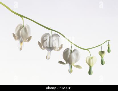 Californica Campanula pyramidalis 'Alba', Cluster von Weißen blutende Herz Sorte Blumen, Seitenansicht Stockfoto