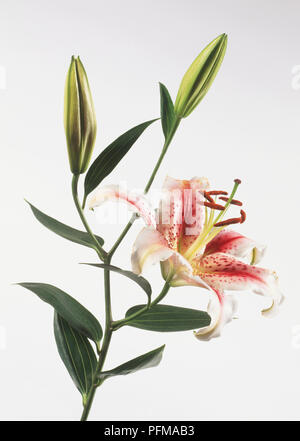 Close up of a lily Stockfoto