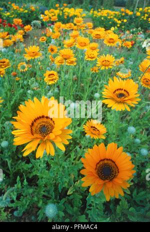 Bold, aufrechte, gelben Blüten von Arctotis fastuosa 'Monarch der Veldt" in einem Feld, die Konzentration auf den Vordergrund Stockfoto