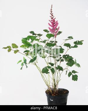 Astible chinensis var. taquetii, Astible in einem Kunststoffbehälter mit rispe lila-rot Blumen und gefiederten Blättern Stockfoto