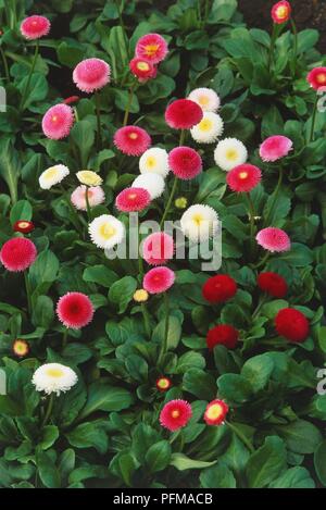 Fülle von rosa, rot und weißen Blumen, von Bellis perennis (Gänseblümchen), Ansicht von oben Stockfoto