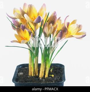 Gelb und Violett gefärbten Blütenstände von Crocus "Vorschuss" in einem Blumentopf Stockfoto