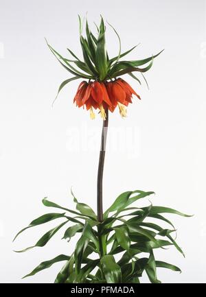 Einzelne große Blume Spike und Laub von Fritillaria imperialis, hängenden roten Blüten und lange, gelbe Staubgefäße Stockfoto