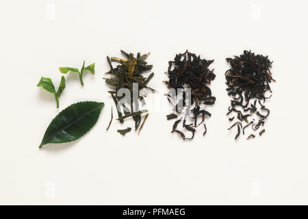 Frischen Tee und getrockneten Blattknospen, Grün, Schwarz und Oolong Tee Blätter Stockfoto
