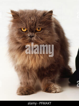 Schoko-braun gefärbten Perser Katze mit goldenen Augen, kurze Schnauze, kleinen Ohren, mürrischen Ausdruck, große Pfoten, Vorderansicht. Stockfoto