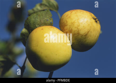 Malus Domestica, zwei Goldene'Orleans Reinette 'Äpfel wachsen am Baum gegen den blauen Himmel, in der Nähe Stockfoto