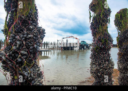 Wachsende Muscheln im Meer von Seil und Pole an Frankreich Küste in der Normandie Stockfoto