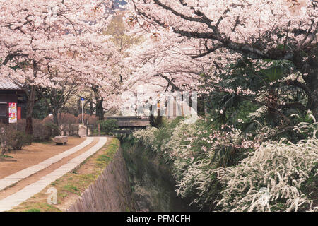 Japan, Kyoto, Philosoph's Walk, Prunus sp., Japanische Kirsche, blühende Bäume am Kanal laufen. Stockfoto