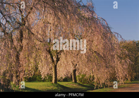 Japan, Nördliche Honshu, Hirosaki, Prunus sp., Weinen Kirsche, Bäume im Park. Stockfoto